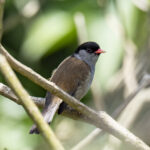 Bush Blackcap (image by Mark Beaman)