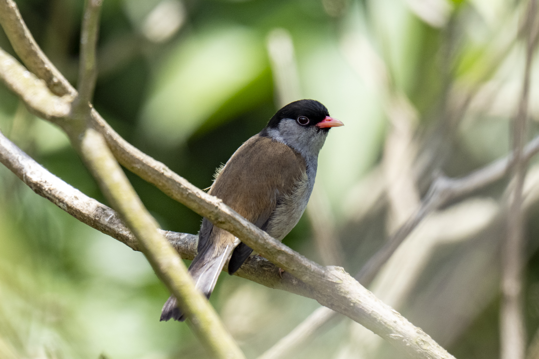 Bush Blackcap (image by Mark Beaman)