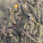 Cactus Wren (image by Mike Watson)