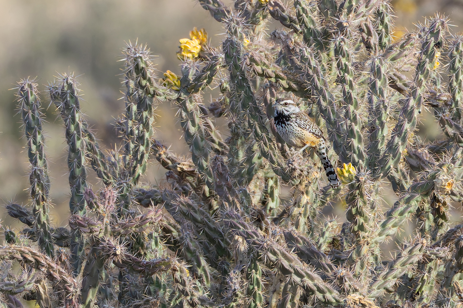 Cactus Wren (image by Mike Watson)