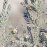 Cactus Wren (image by Mike Watson)