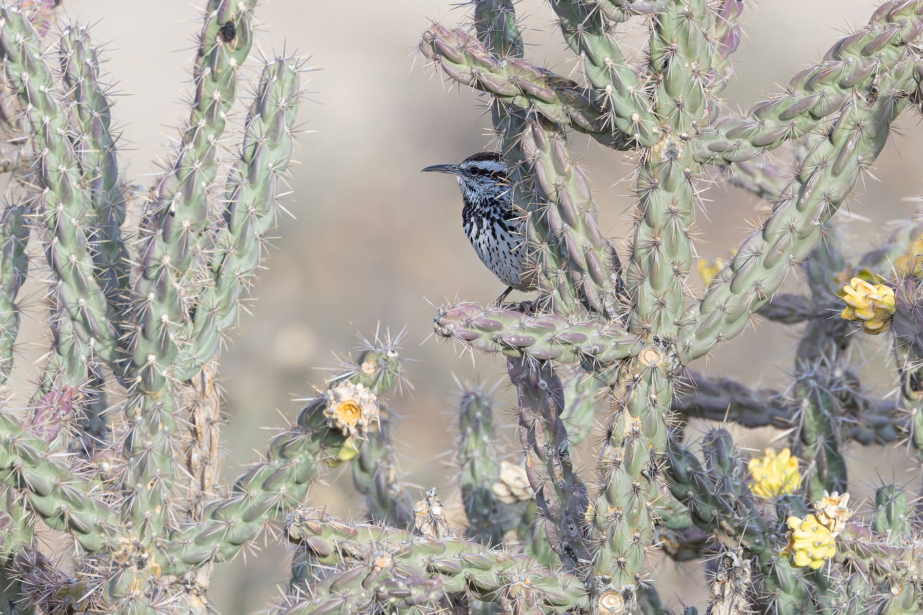 Cactus Wren (image by Mike Watson)