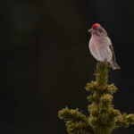 Cassin's Finch (image by Mike Watson)