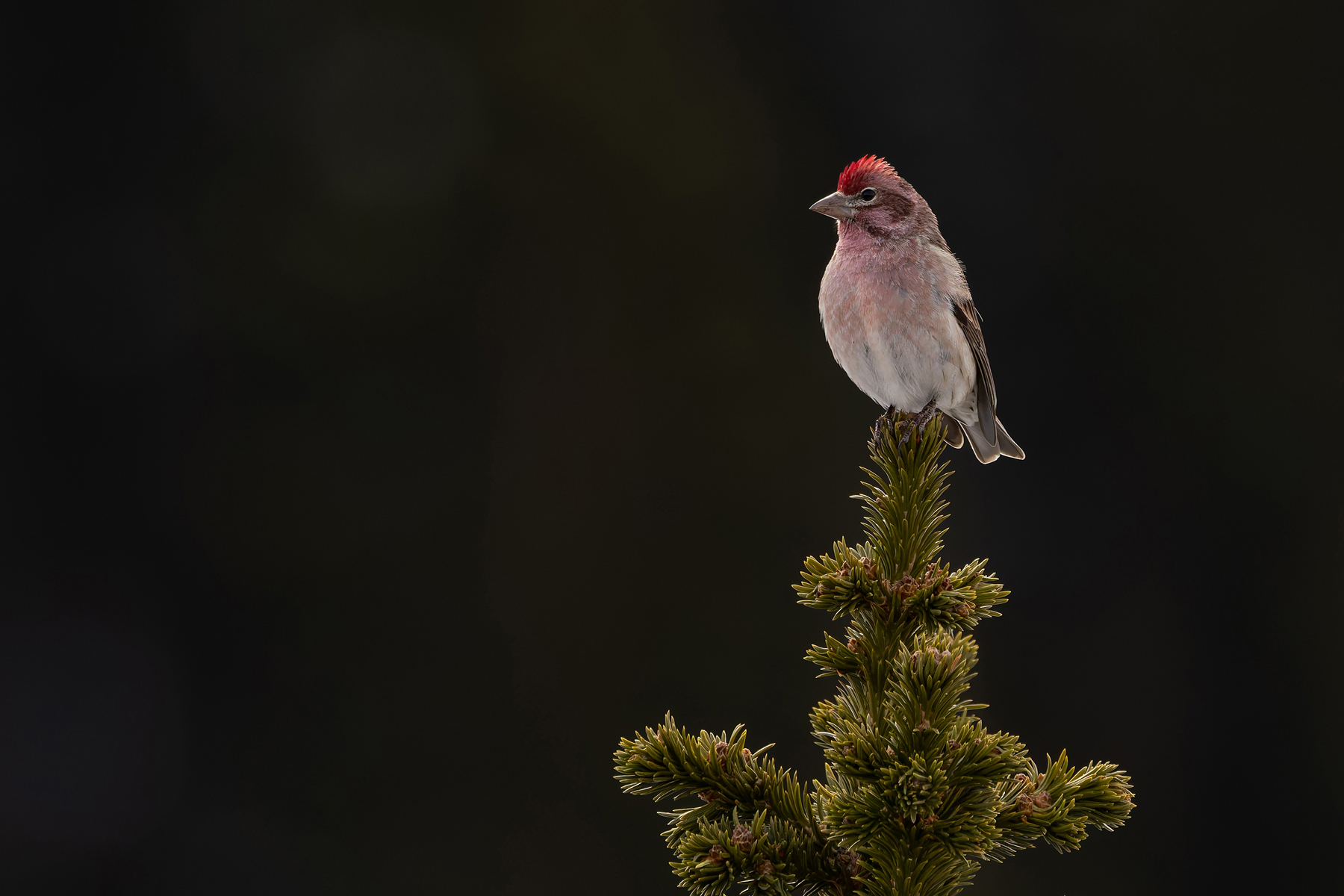 Cassin's Finch (image by Mike Watson)