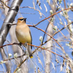 Cedar Waxwing (image by Mike Watson)