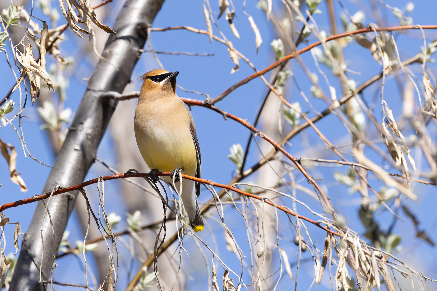Cedar Waxwing (image by Mike Watson)