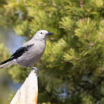 Clark's Nutcracker (image by Mike Watson)