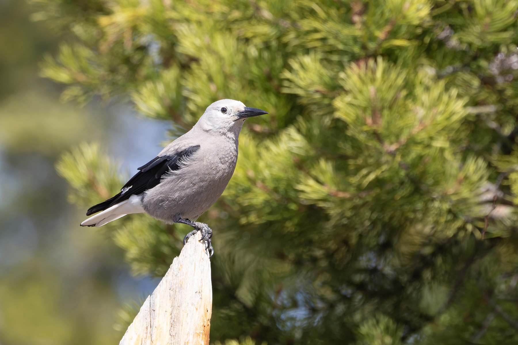 Clark's Nutcracker (image by Mike Watson)