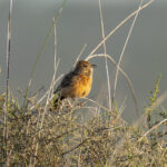 Cape Clapper Lark (image by Mark Beaman)
