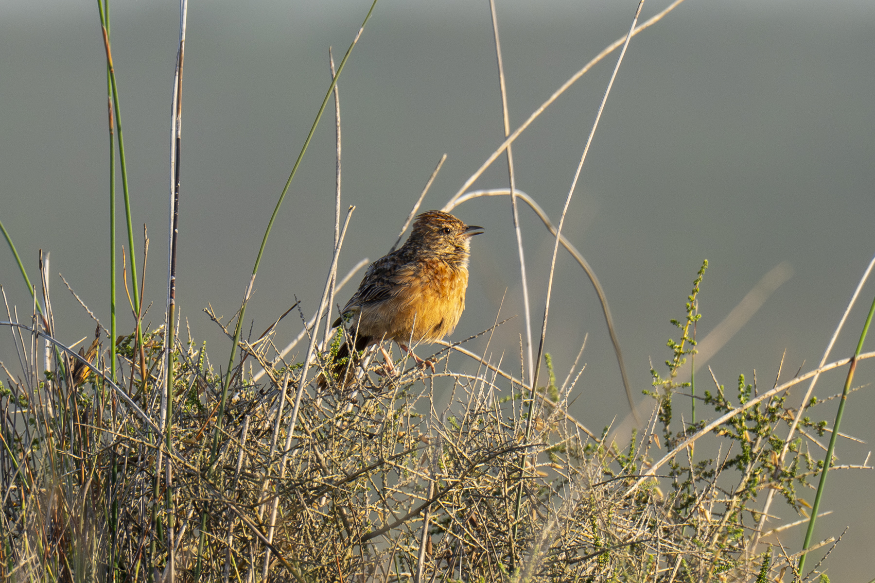 Cape Clapper Lark (image by Mark Beaman)