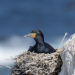 Cape Cormorant (image by Mark Beaman)
