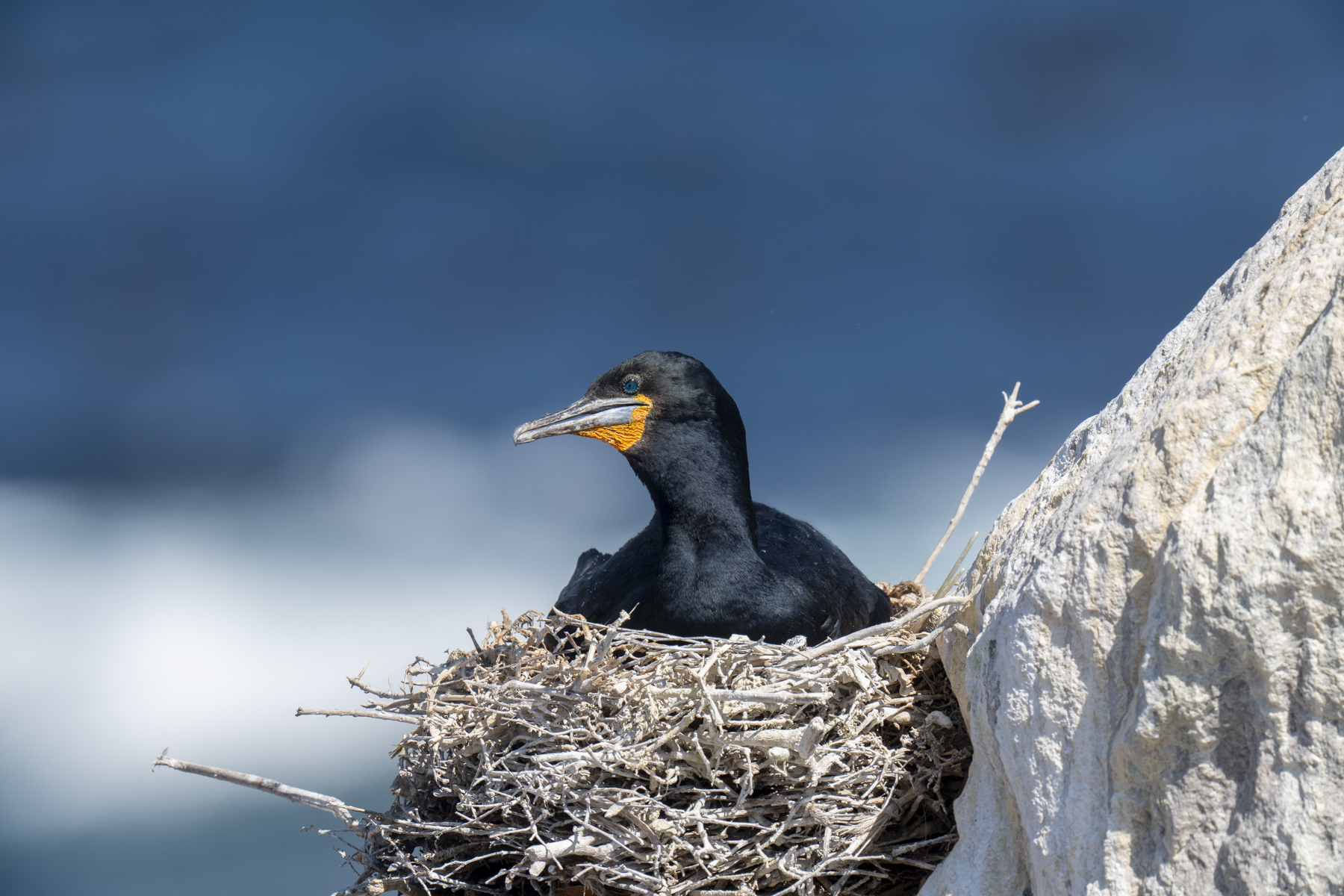 Cape Cormorant (image by Mark Beaman)