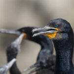 Cape Cormorants (image by Mark Beaman)