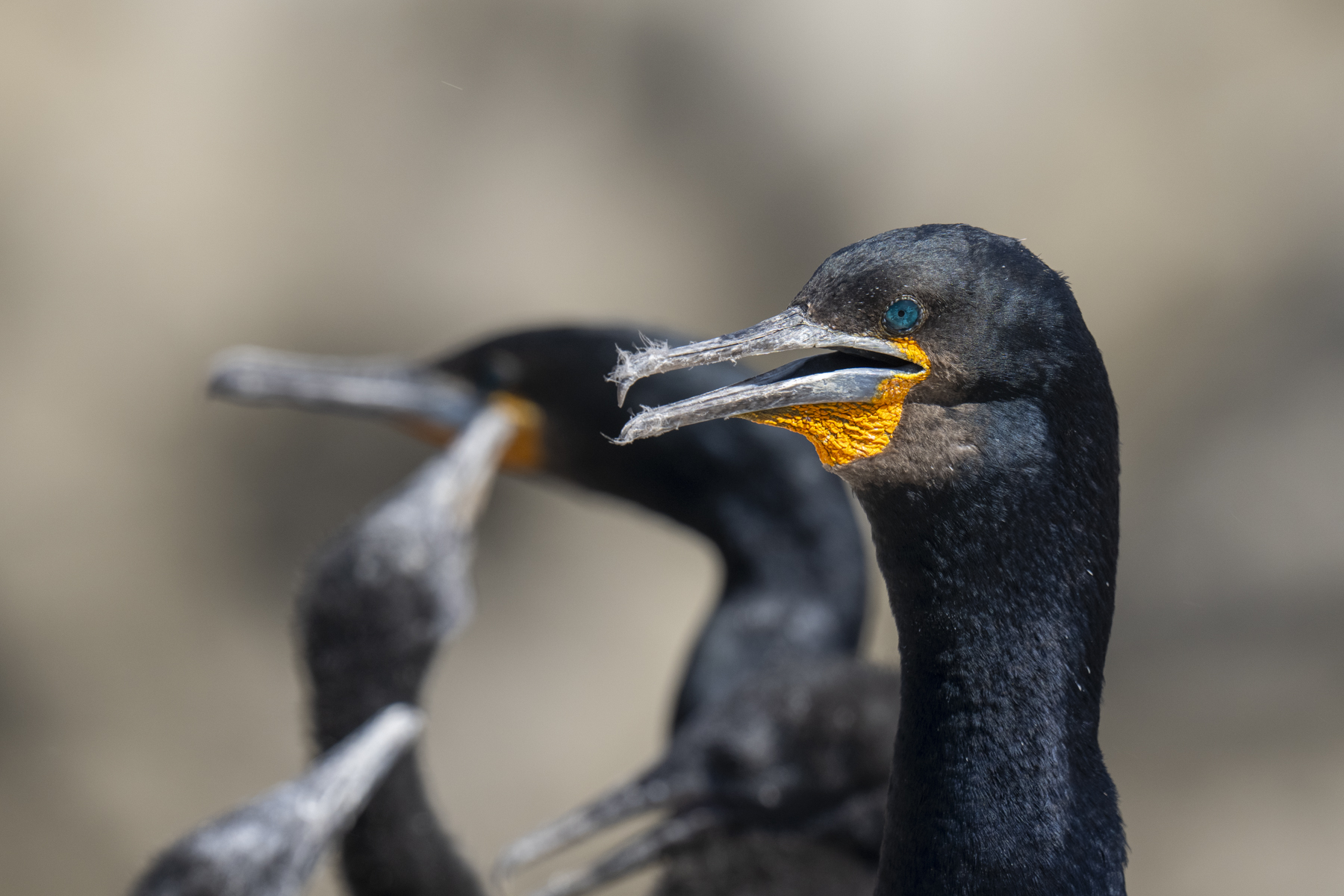 Cape Cormorants (image by Mark Beaman)