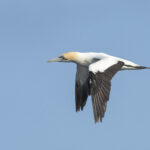 Cape Gannet (image by Mark Beaman)