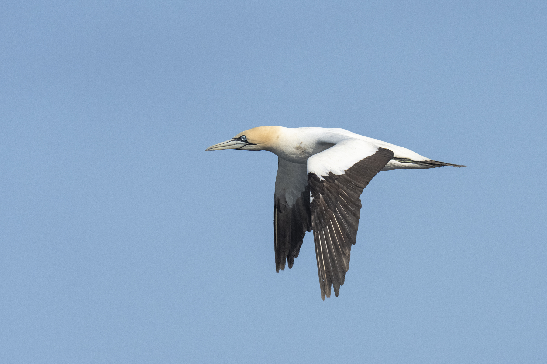 Cape Gannet (image by Mark Beaman)
