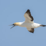 Cape Gannet (image by Mark Beaman)