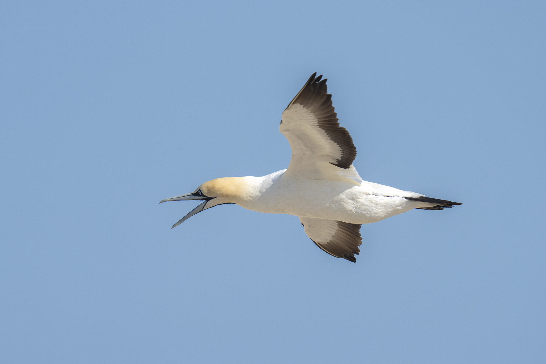 Cape Gannet (image by Mark Beaman)