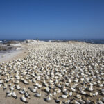 Cape Gannets at Lambert's Bay (image by Mark Beaman)