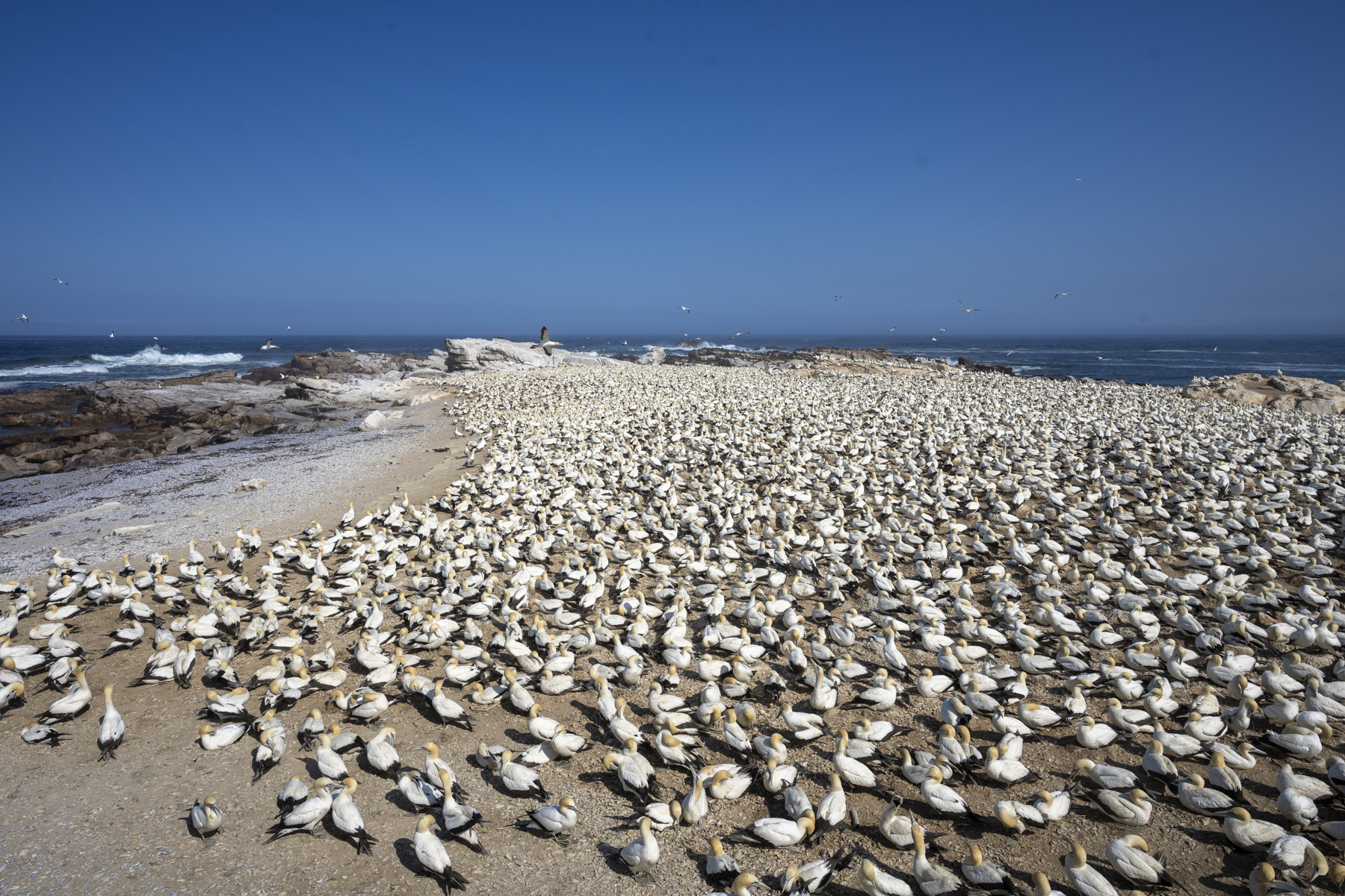 Cape Gannets at Lambert's Bay (image by Mark Beaman)