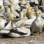 Cape Gannets (image by Mark Beaman)