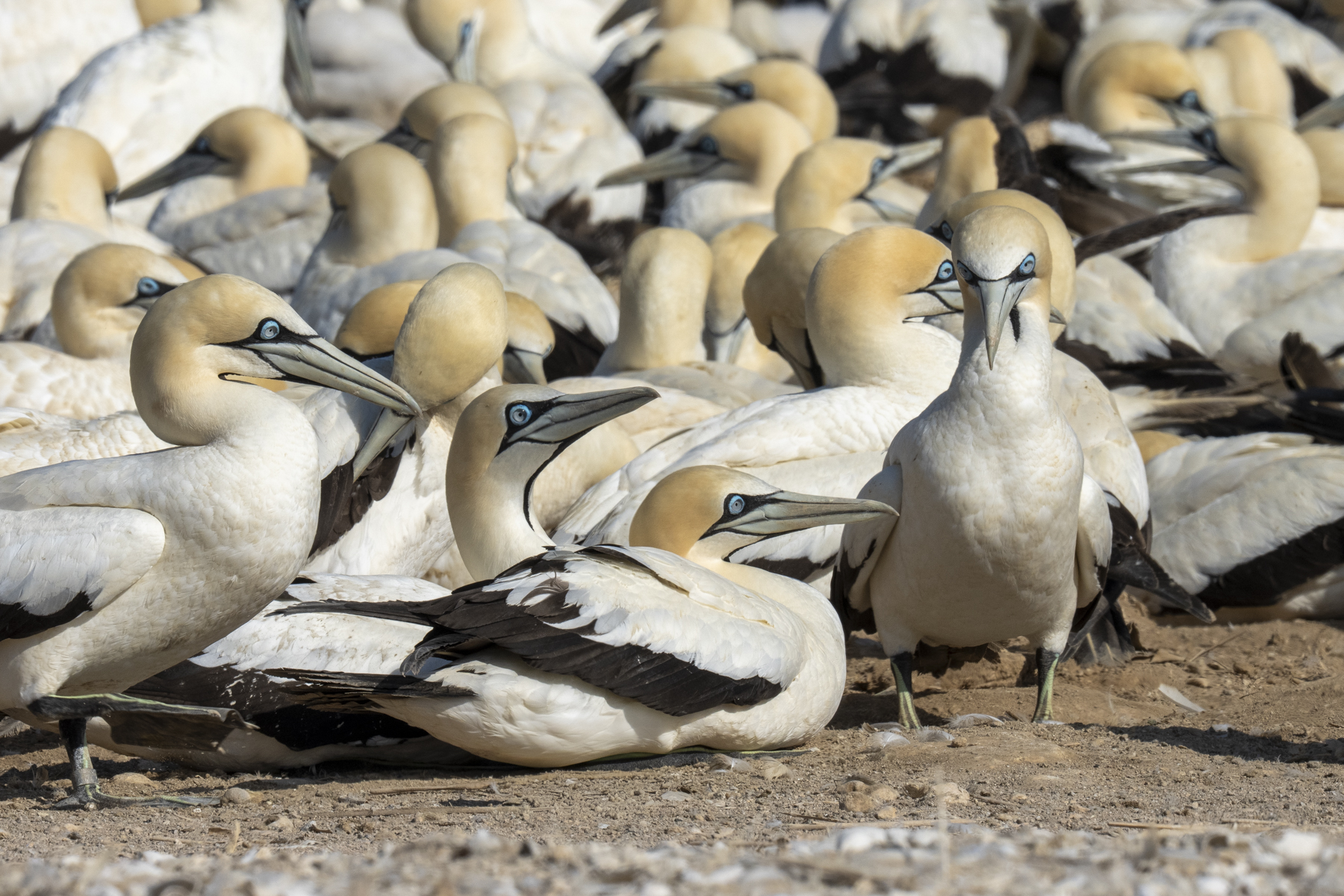 Cape Gannets (image by Mark Beaman)