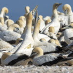 Cape Gannets 'sky-pointing' (image by Mark Beaman)