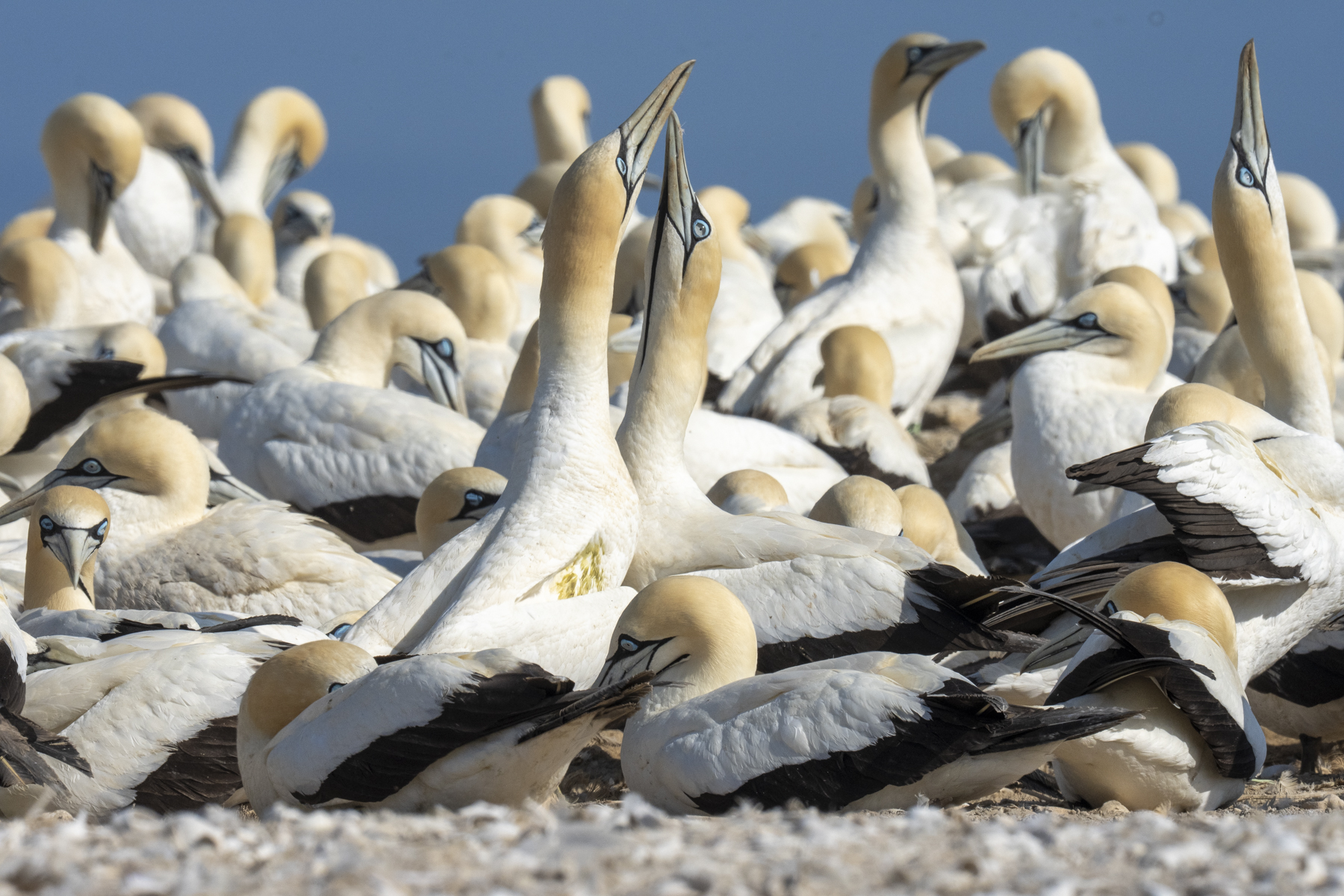 Cape Gannets 'sky-pointing' (image by Mark Beaman)
