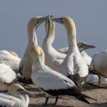 Cape Gannets (image by Mark Beaman)