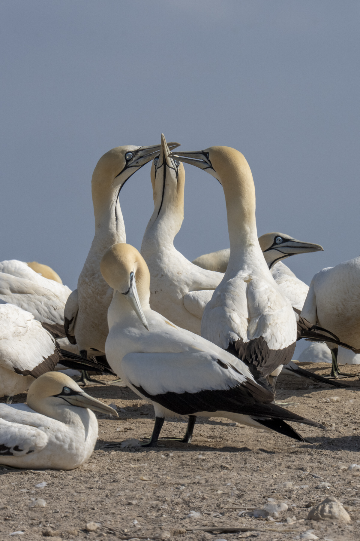 Cape Gannets (image by Mark Beaman)