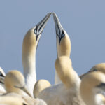 Cape Gannets 'sky-pointing' (image by Mark Beaman)