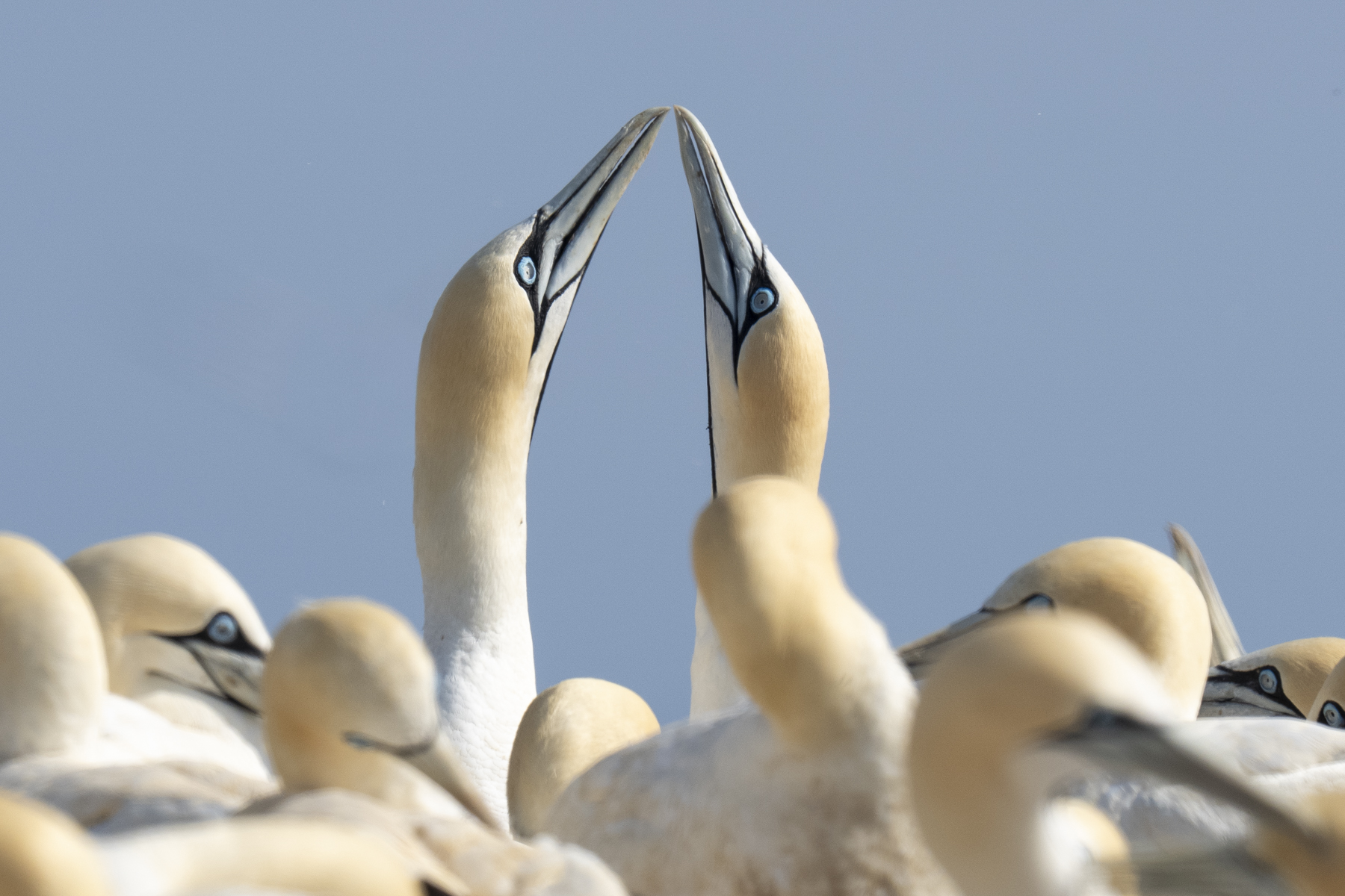Cape Gannets 'sky-pointing' (image by Mark Beaman)