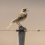 Cape Long-billed Lark, Agulhas form (image by Mark Beaman)