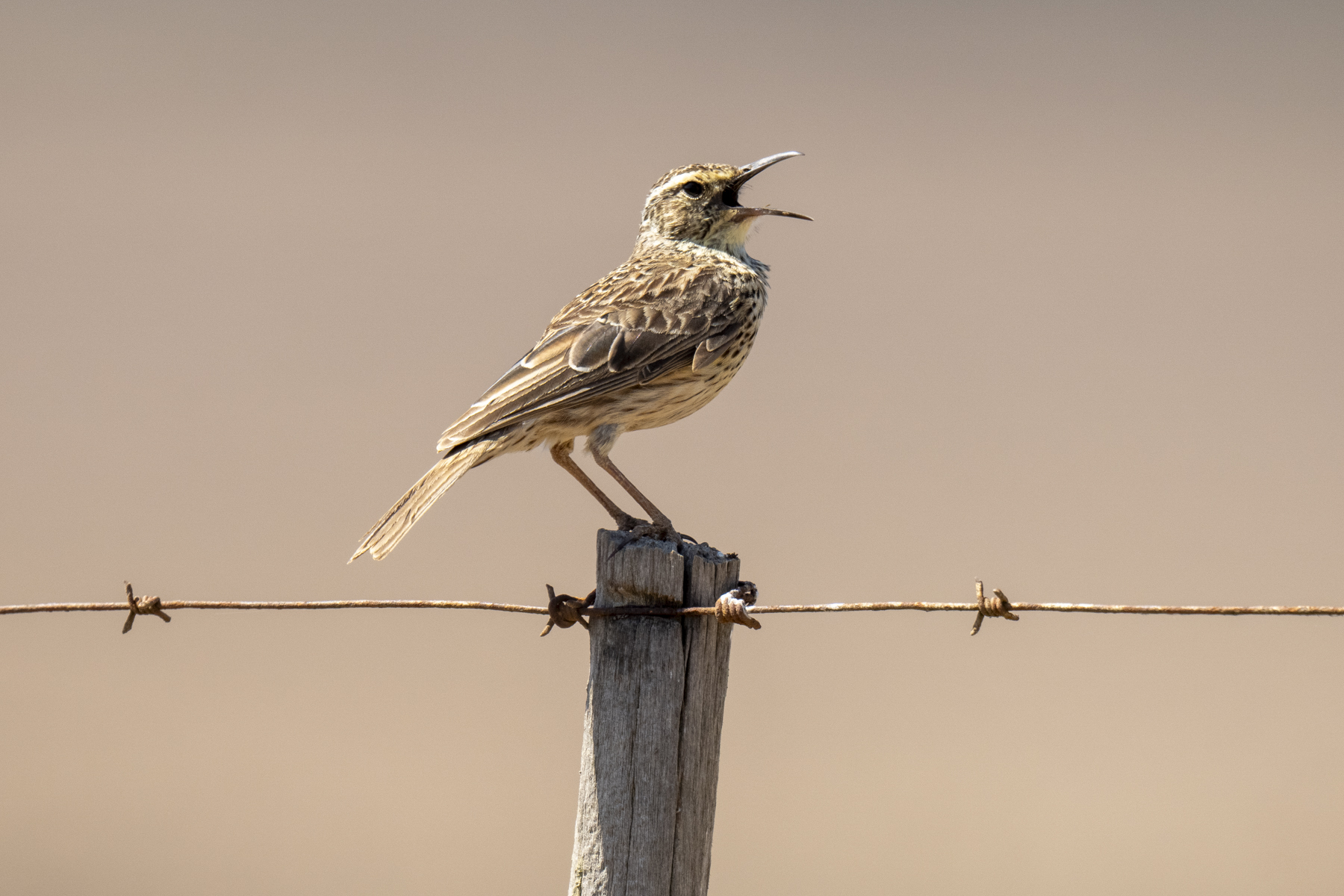 Cape Long-billed Lark, Agulhas form (image by Mark Beaman)