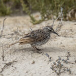 Cape Long-billed Lark (image by Mark Beaman)