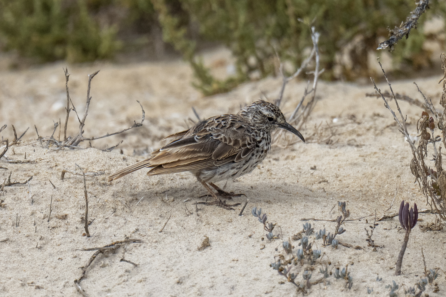 Cape Long-billed Lark (image by Mark Beaman)