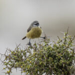 Cape Penduline Tit (image by Mark Beaman)