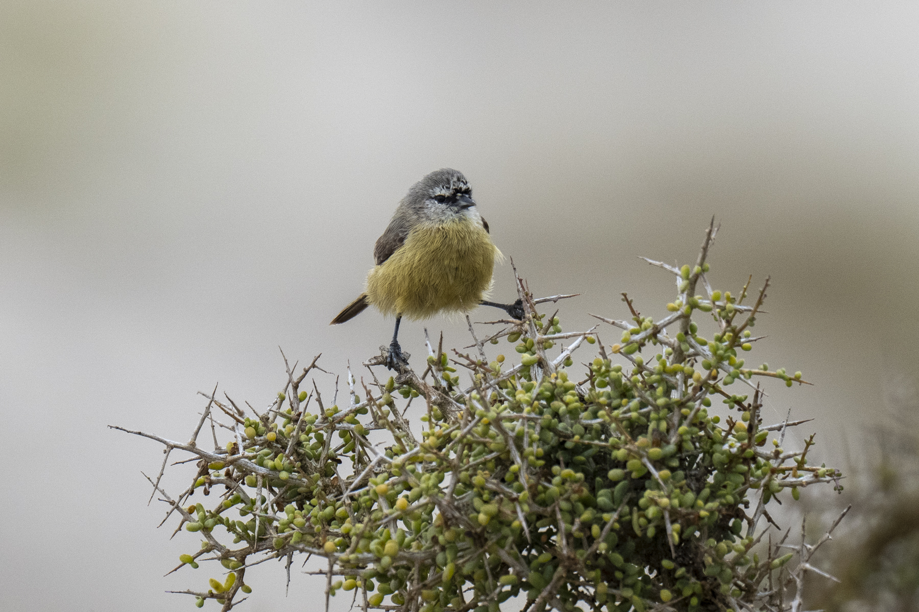 Cape Penduline Tit (image by Mark Beaman)