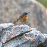 Cape Rock Thrush (image by Mark Beaman)