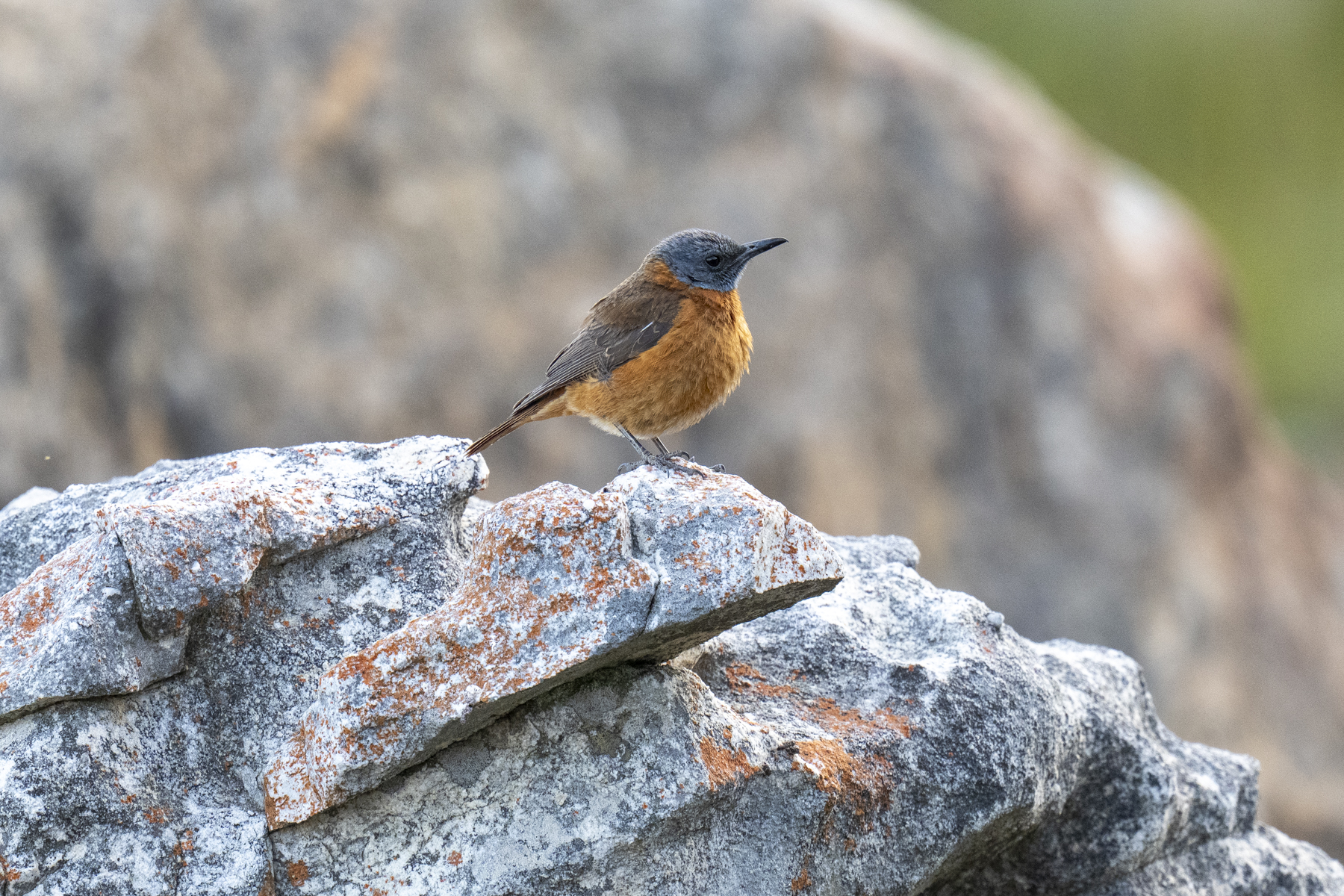 Cape Rock Thrush (image by Mark Beaman)