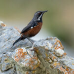 Cape Rockjumper (image by Mark Beaman)