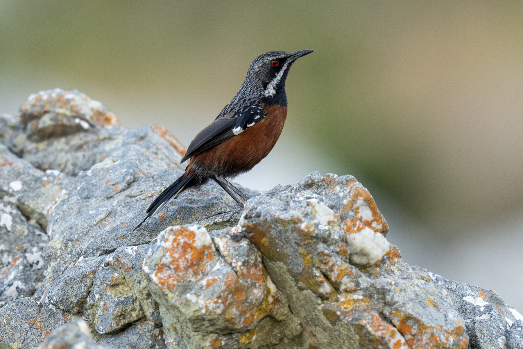 Cape Rockjumper (image by Mark Beaman)