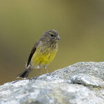 Cape Siskin (image by Mark Beaman)