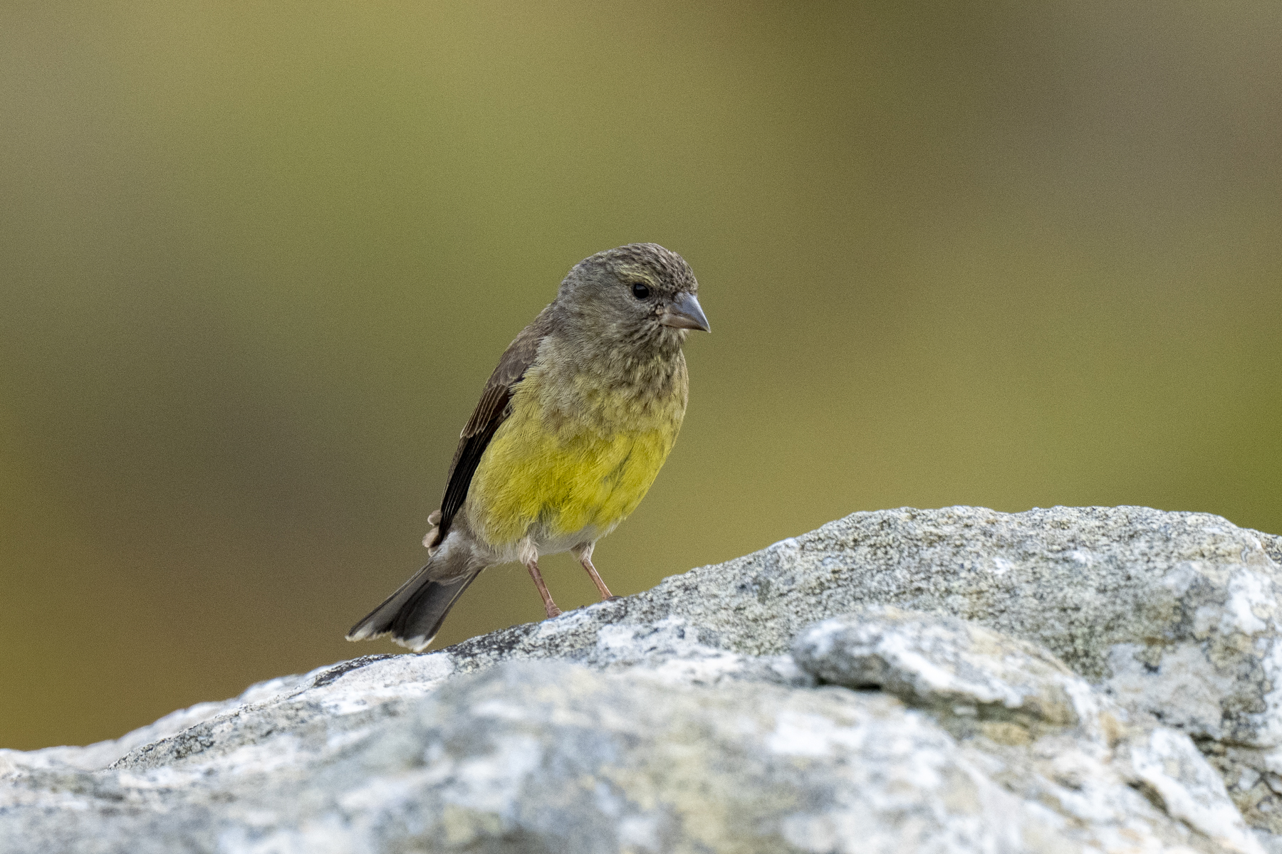 Cape Siskin (image by Mark Beaman)