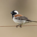 Cape Sparrow (image by Mark Beaman)