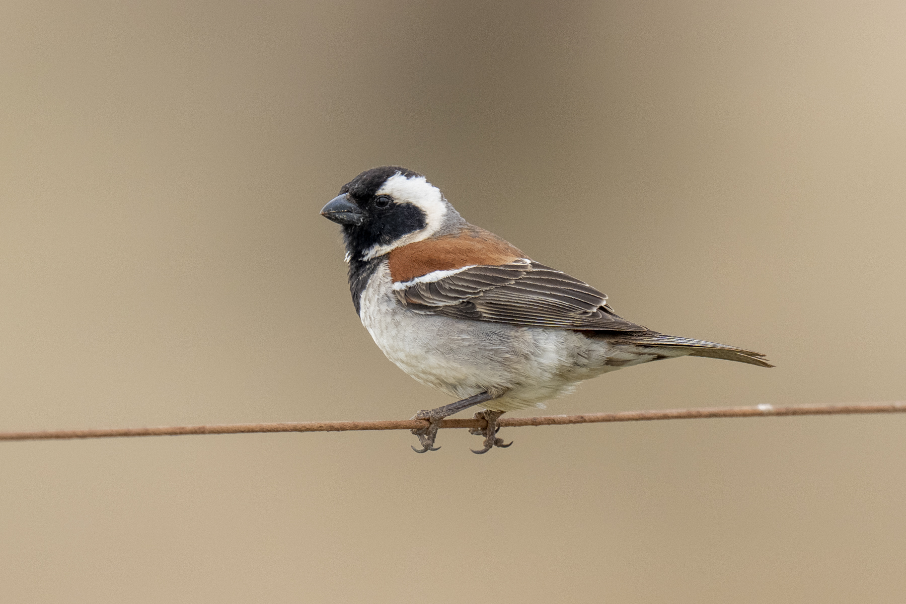 Cape Sparrow (image by Mark Beaman)