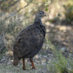 Cape Spurfowl (image by Mark Beaman)