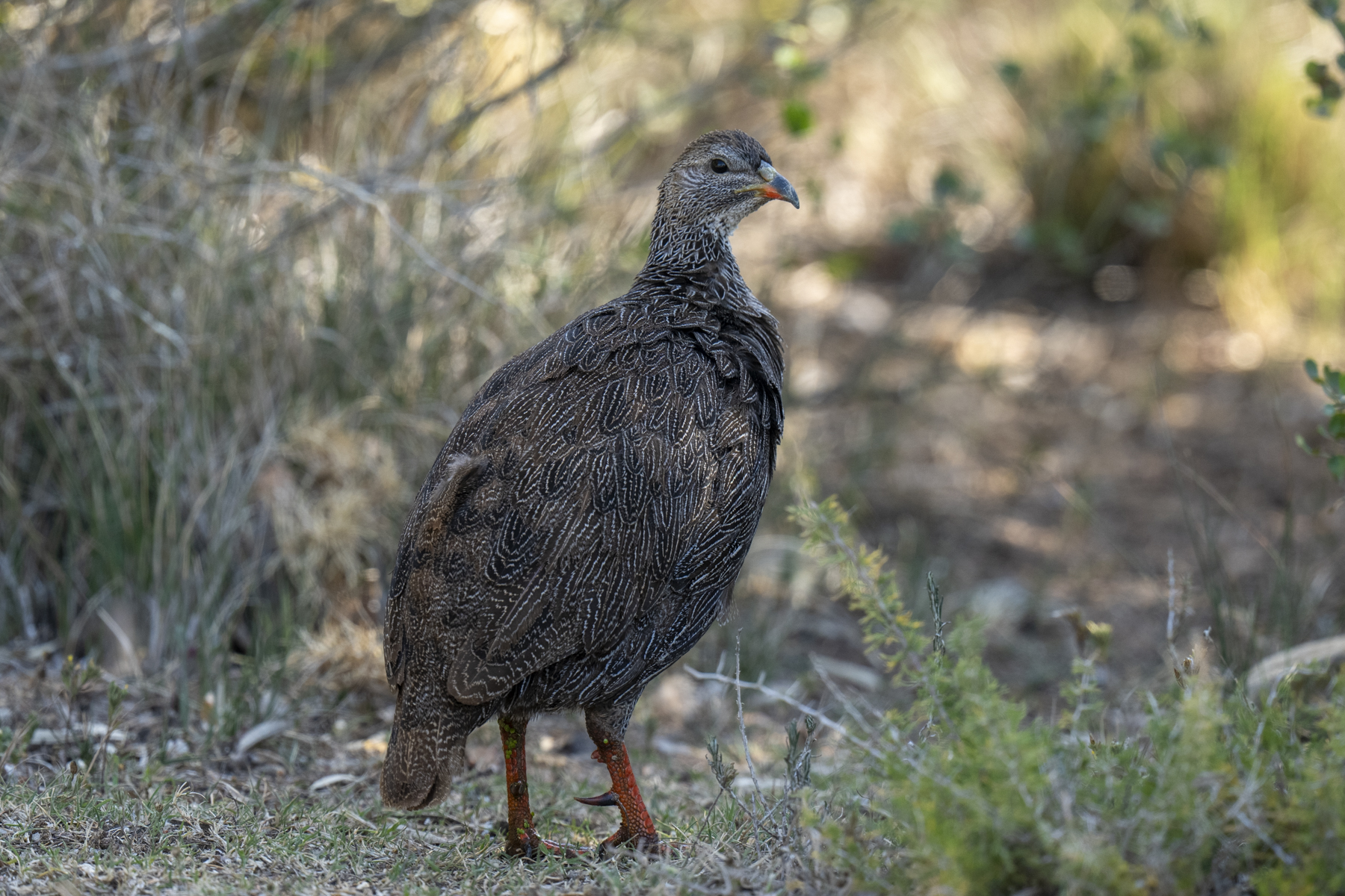 Cape Spurfowl (image by Mark Beaman)