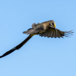Cape Sugarbird (image by Mark Beaman)
