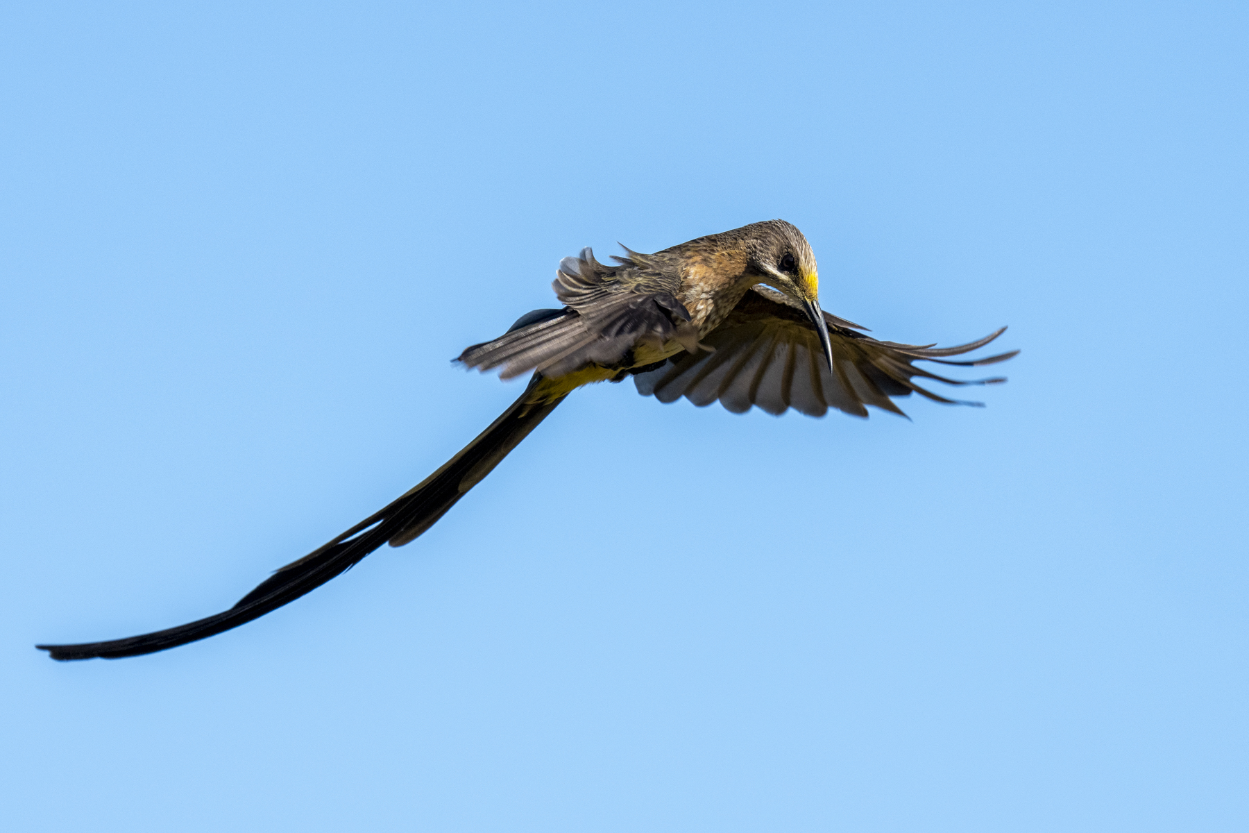 Cape Sugarbird (image by Mark Beaman)